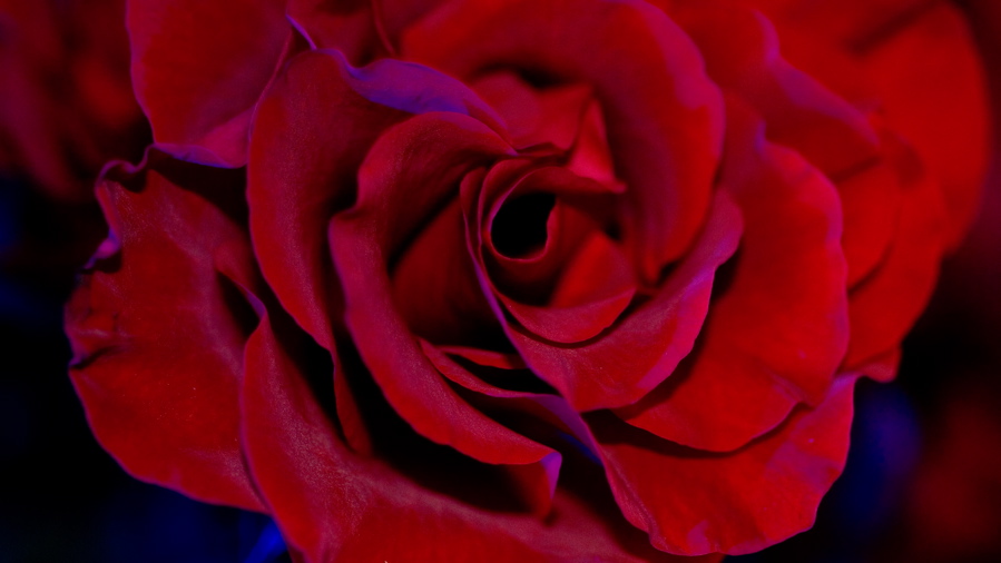 Rose - Portrait